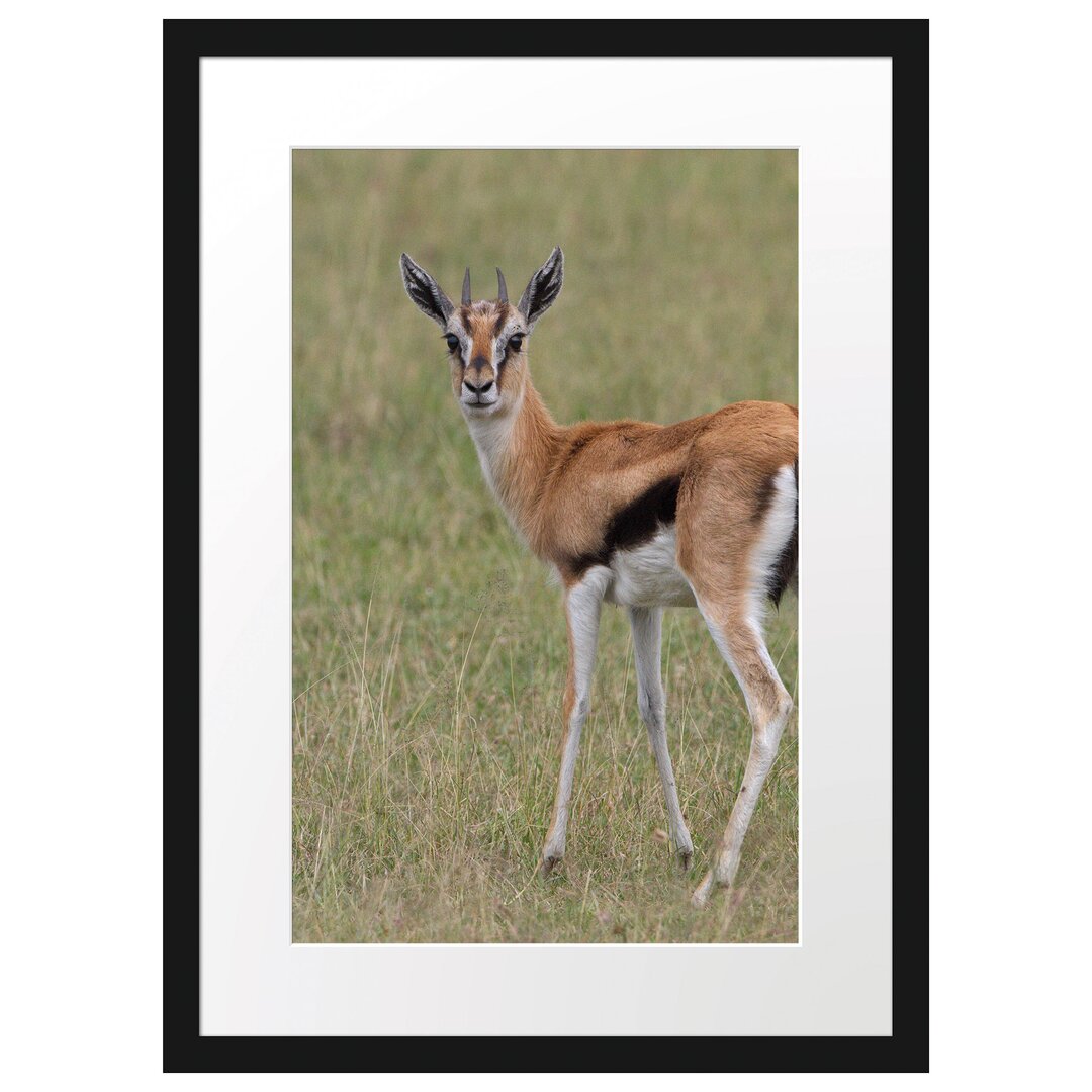 Gerahmtes Poster Prächtige Gazelle auf Wiese