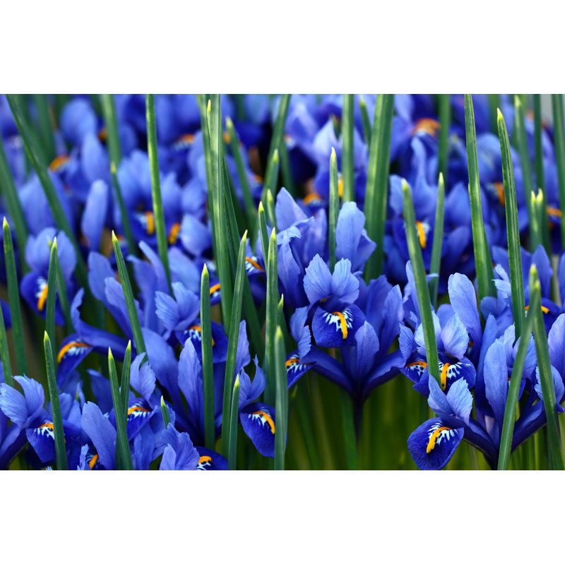 Parthiv " Blue Irises ", 8" H x 12" W
