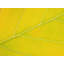 Autumn Leaf Print by Philippe Monthoux-65782172-132612971