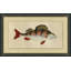 Fish Study 4 Painting