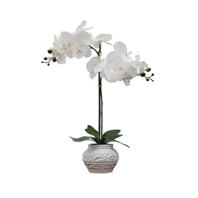 Vaporisateur d'orchidées dans un vase