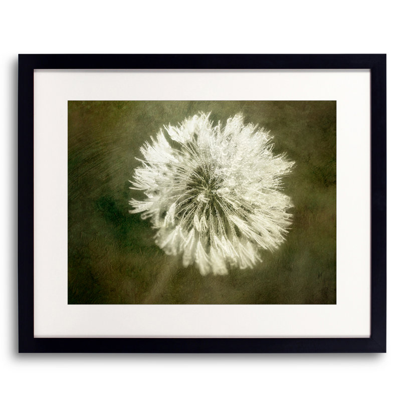 Water Drops On Dandelion Flower II Print by Scott Norris, 16" H x 20" W