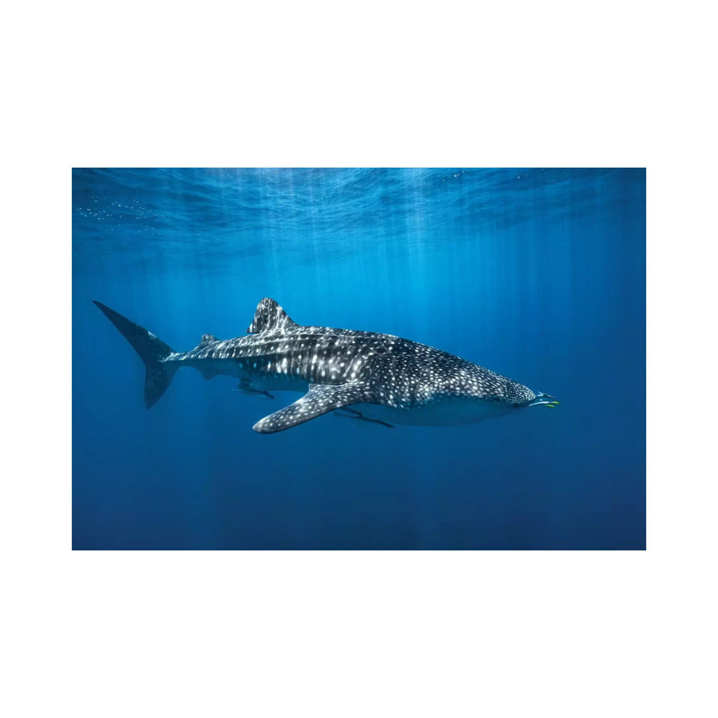 " Whale Shark In The Blue " by Barathieu Gabriel, 26" H x 40" W x 1.5" D