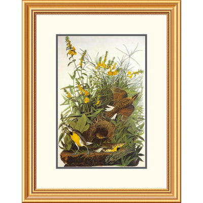 Meadow Lark by John James Audubon Framed Painting Print