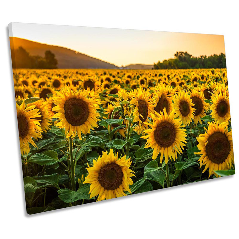 Sunflower Sunset Field - Wrapped Canvas Print, 40.6cm H x 61cm W x 2cm D