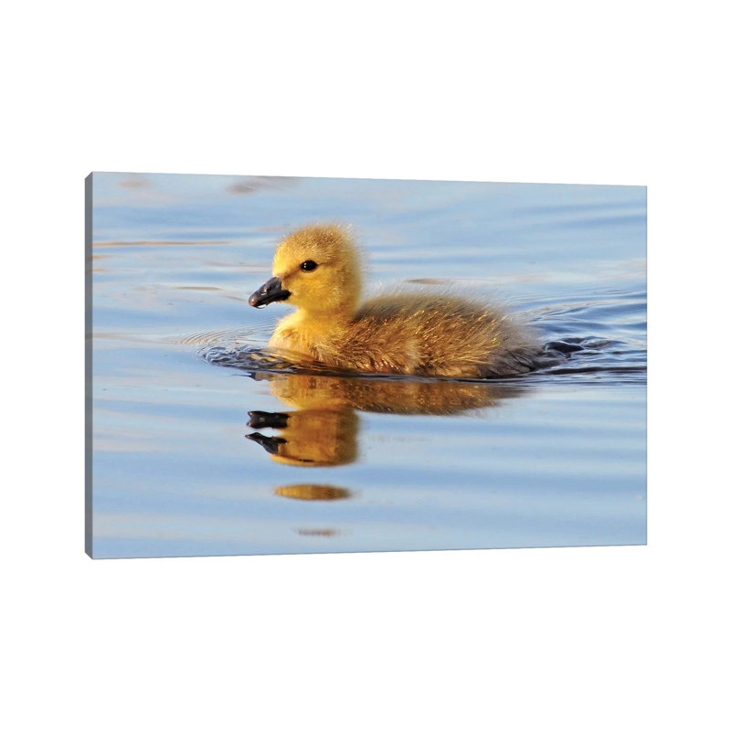 Gosling 1 Piece Wrapped Canvas Wall Art, 30.48cm H x 45.72cm W x 1.91cm D