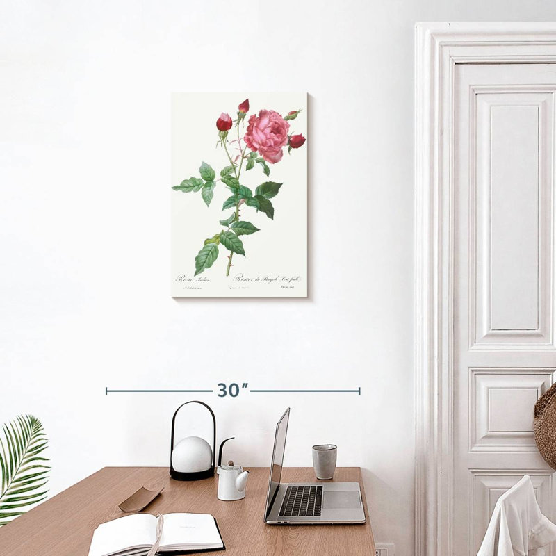 Provence Rose Rosa Indica de Les Roses, H 24 po x l 16 po