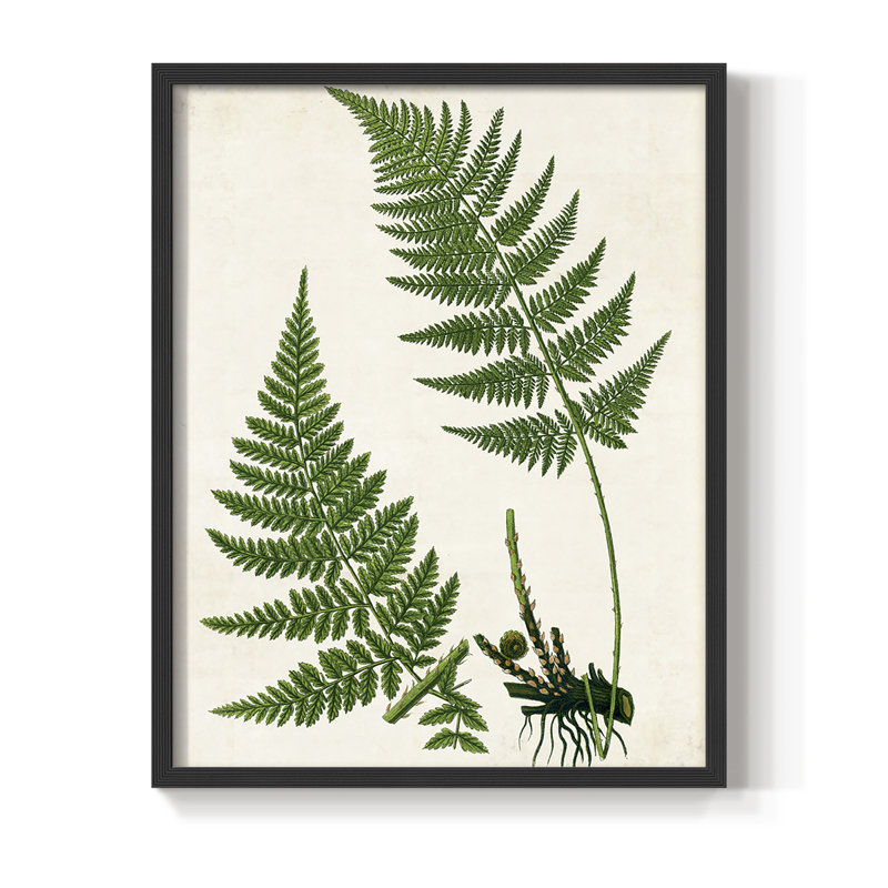 Impression encadrée Fern II - bois massif, Noir, noir, noir, noir, H 30 po x l 24 po