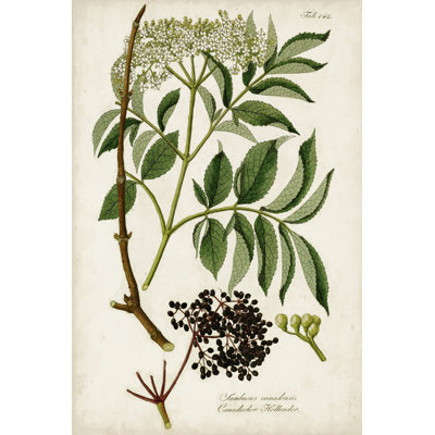 Antique Greenery V - Wrapped Canvas Print