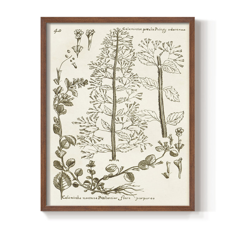 «Sépia Botanical Journal», reproduction encadrée en bois massif, Brun, H 14 po x l 11 po