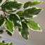 HOMCOM Artificial Ficus Tree with Lifelike Leaves and Natural Trunks Green