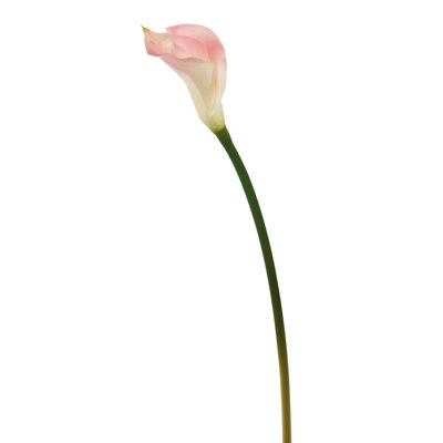 Cauldwell Calla Lily Stems