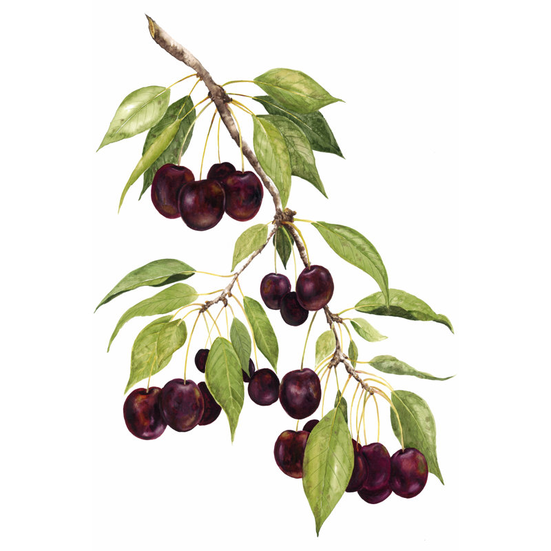 Watercolour Cherries by Michael Willett - Wrapped Canvas Art Prints, 122cm H x 81cm W