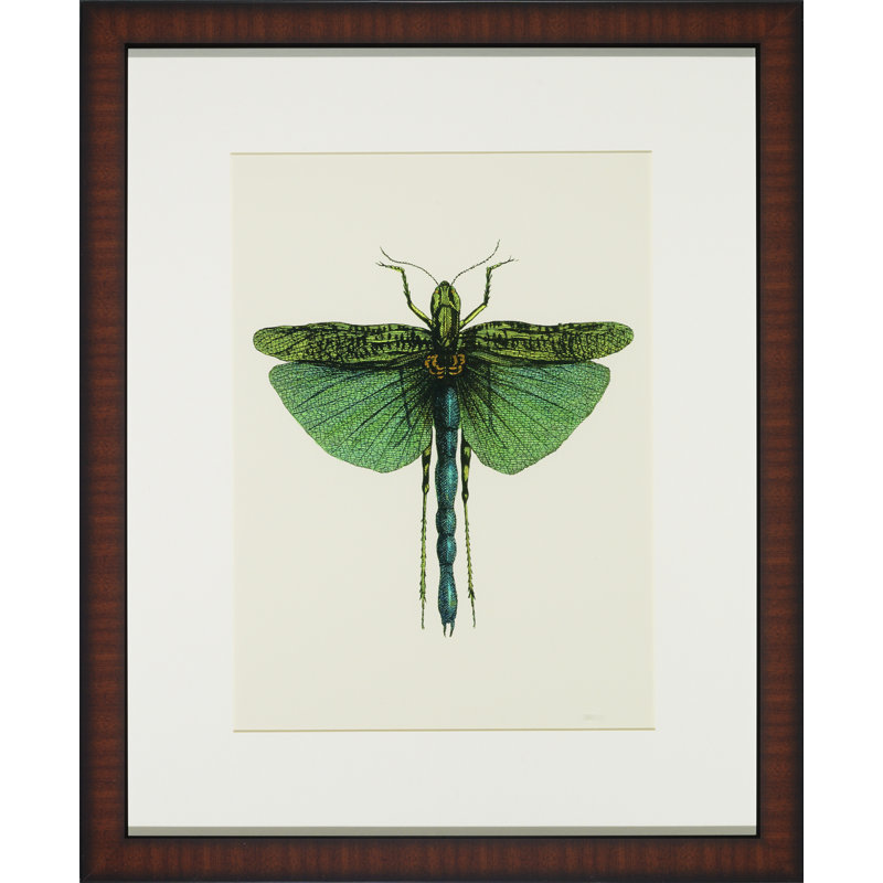 Tropical Insect IV Print