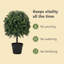 50cm Plant