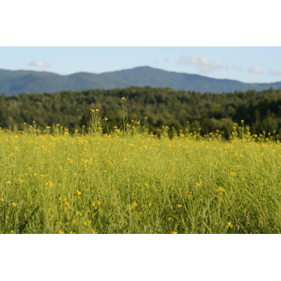 Field of Mustard Close Up by Clairedj1