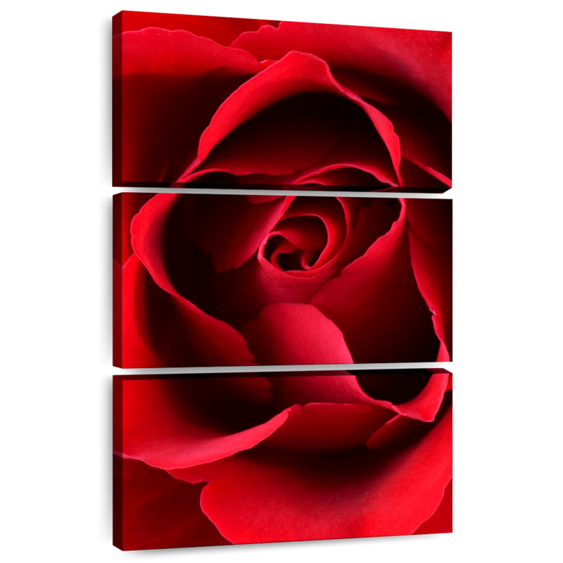Harnek, gros plan, vue, rose rouge, H 45 po x l 28 po
