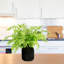 Faux Plant in Ceramic Planter