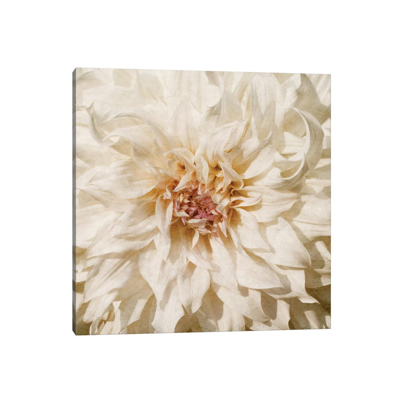 Wall Flower VIII by Alonzo Saunders - Wrapped Canvas Print, 30.48 cm H x 30.48 cm W