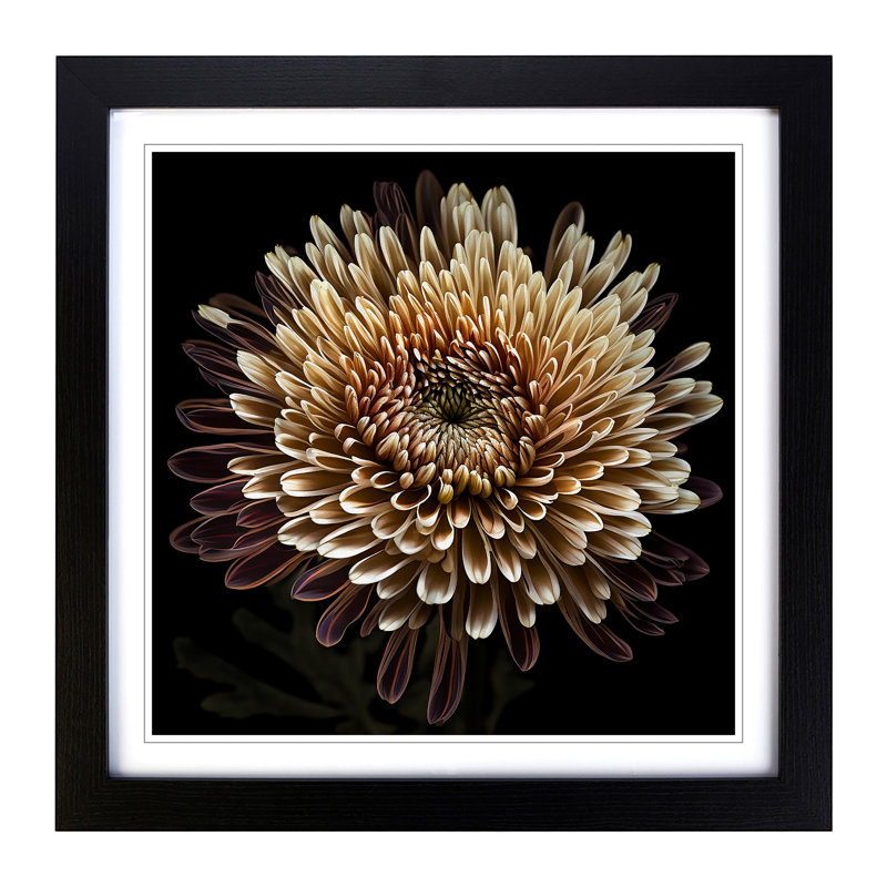 Chrysanthemum Photograph No.1 - Single Picture Frame Print on Wood, Black