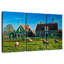 Zaanse Schans Sheep