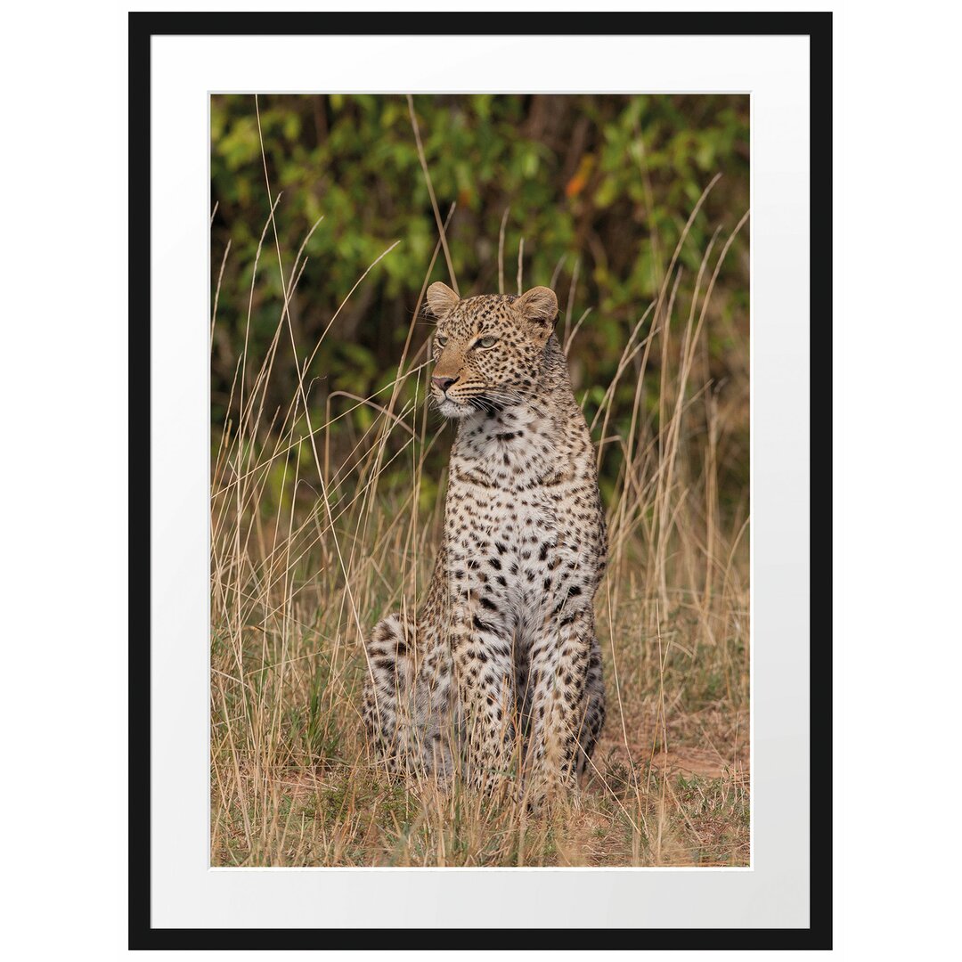 Anmutiger Leopard im hohen Gras Gerahmter Fotokunstdruck