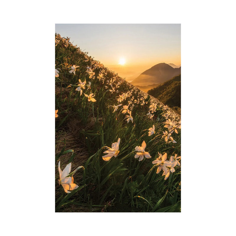 Daffodils by Ales Krivec - Wrapped Canvas Print, 66.04 cm H x 45.72 cm W
