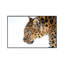 Big Cat by David Gardiner - Print on Canvas-1850294727-1850294723