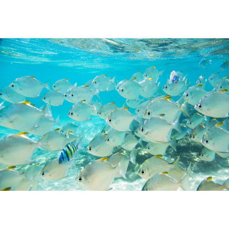 Flock Of Fish - Wrapped Canvas Print