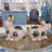 Animals Figurines & Sculptures-70564278