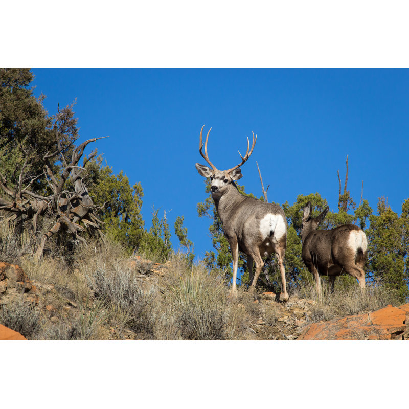 Mule Deer by Westernphotographs - Wrapped Canvas Print, 20cm H x 30cm W