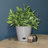 Bamboo Blooms Self-Watering 3-Piece Planter Set – 10, 7 & 5 inch Round Assorted Colors & Designs