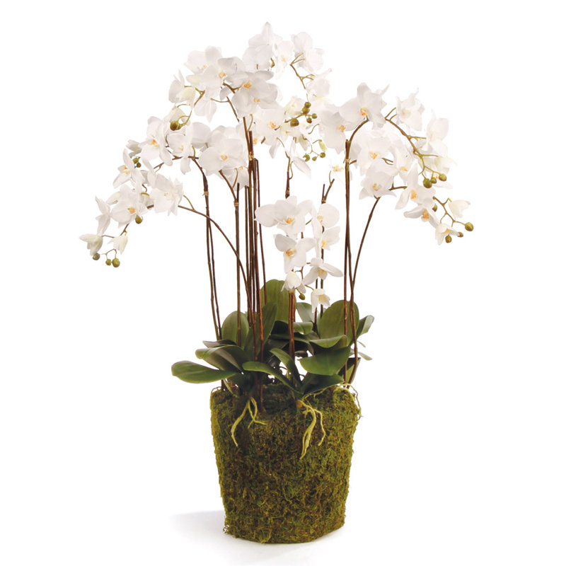 Evan Orchids Arrangement, White