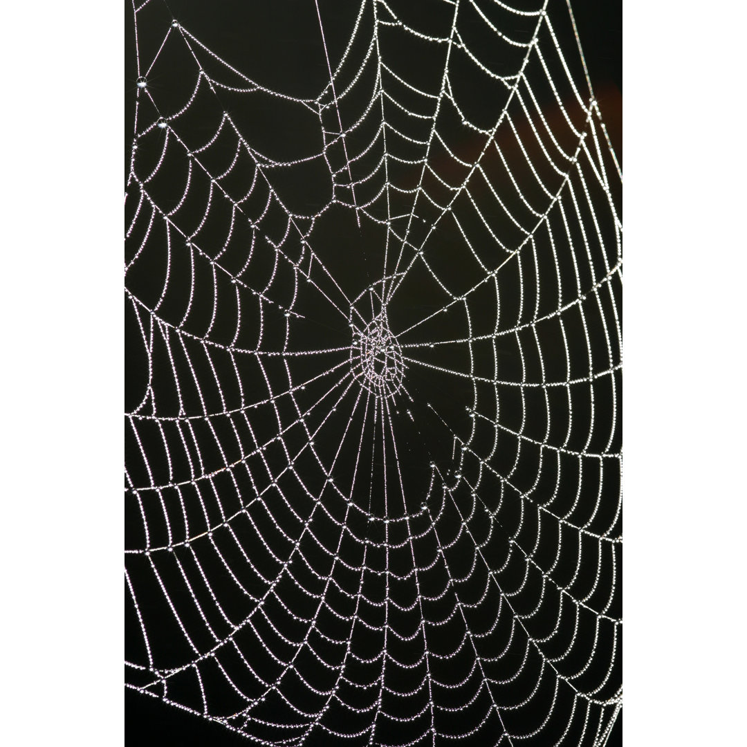 Cobweb von Matsf - Kunstdrucke auf Leinwand - Wrapped Canvas