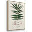 Fougères de la Botanical Society X 3 pièces-91891277-91891282