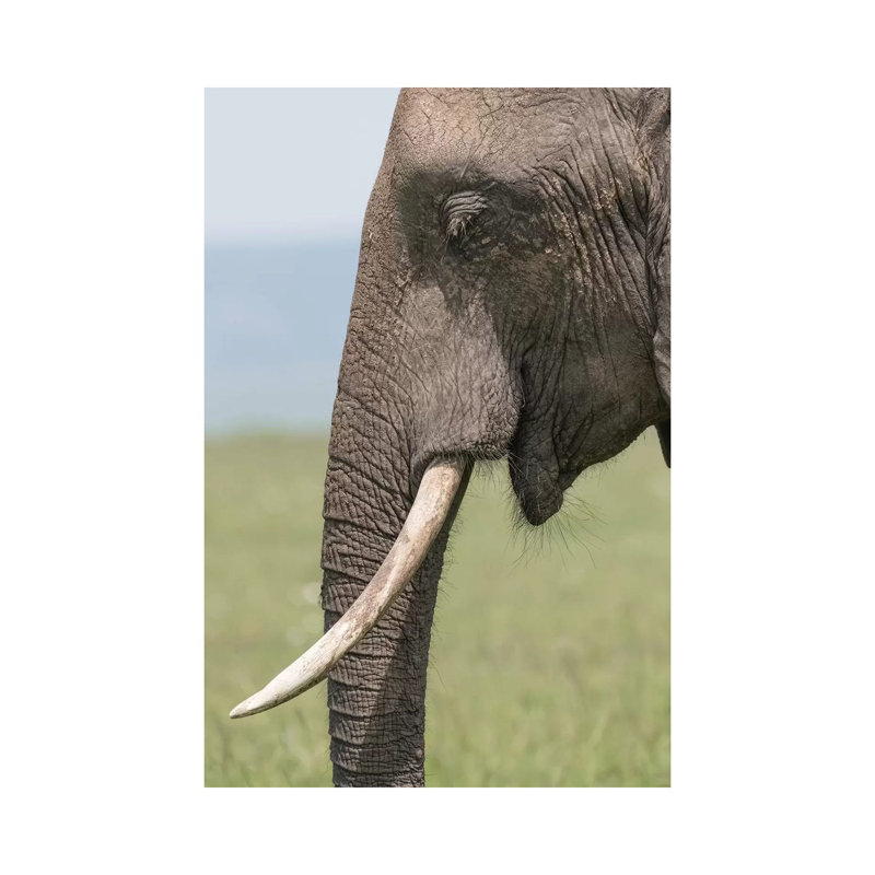 Africa, Kenya, Maasai Mara National Reserve Close-up of Elephant Head 1 Piece Wrapped Canvas Painting, 30.48cm H x 20.32cm W