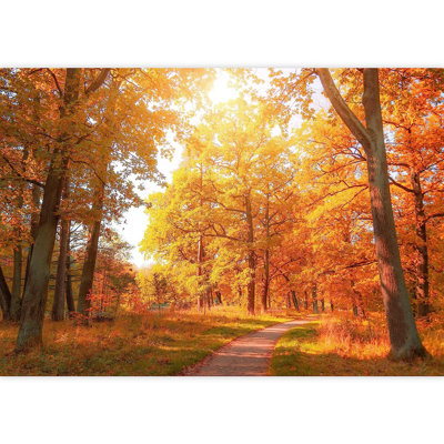 Panneau mural Vibrant Autumn Forest Trail