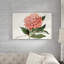 Peony Blush II by Curtis - Painting Print-215731927-155715516
