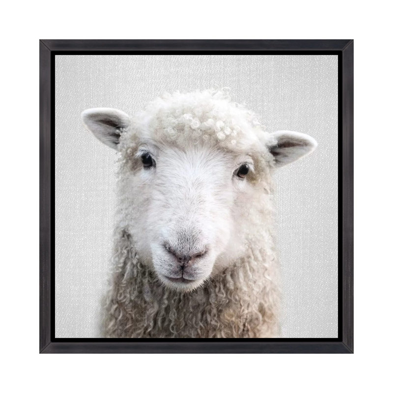 «Sheep» - reproduction de photo, H 37 po x l 37 po x P 1,5 po, Cadre noir vieilli