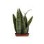 Live Laurentii Snake Plant-49662173