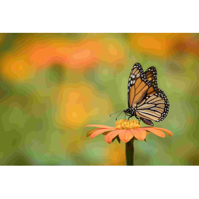 Portrait de papillon
