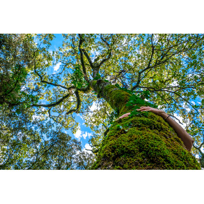 Moss Covered Tree Trunk by Cavan Images - Wrapped Canvas Print