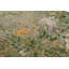 Floral Area Rug