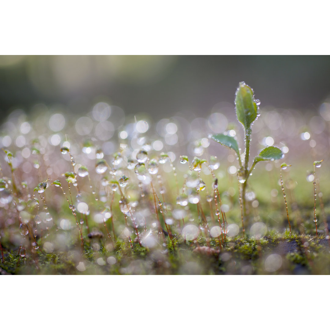 Leinwandbild Green Sprout Growing von Oluolu3