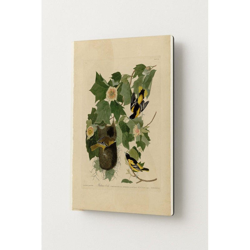 Oriole de Baltimore (1827) — Portrait en métal, 20" H x 16" W