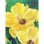Fleurs d'hibiscus jaunes | Huile sur toile | Par Sandeep Singh Randhawa