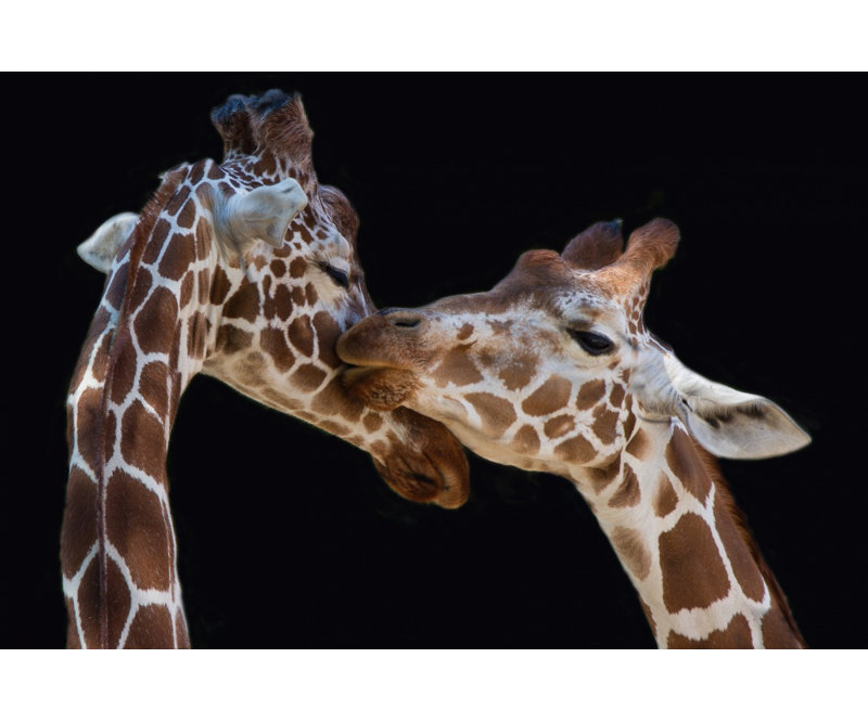 Wrapped Canvas Print, 121.92 cm H x 81.28 cm W