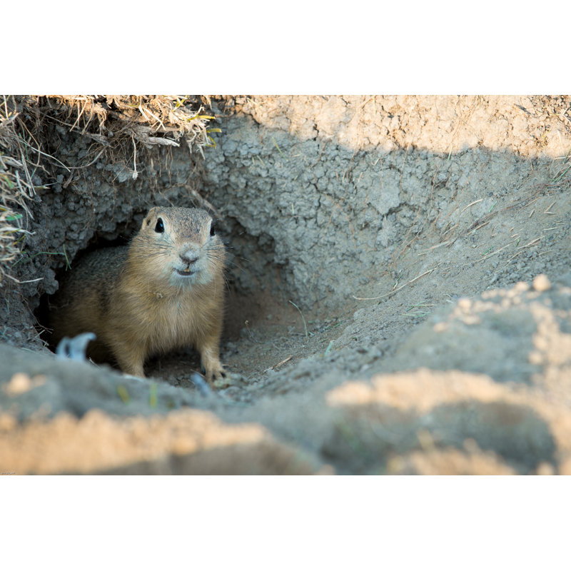 Gopher by ACH-DP - Wrapped Canvas Print, 51cm H x 76cm W