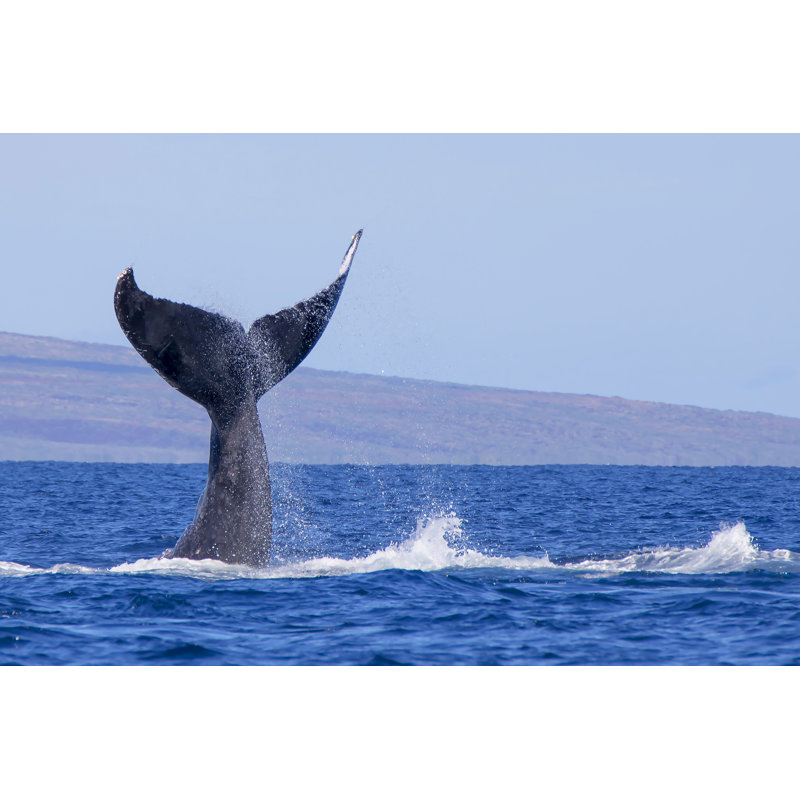 Humpback Whale Tail by Erin Donalson - Wrapped Canvas Print, 30cm H x 46cm W x 3.8cm D