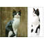 Housecat Figurine